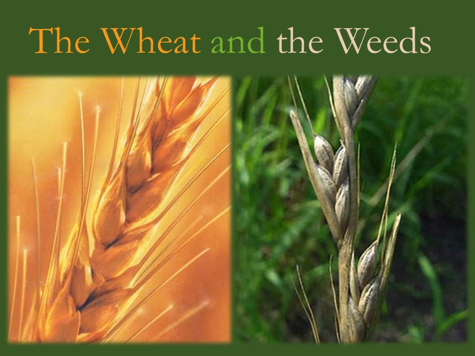 “ARE YOU A WEED OR WHEAT?”