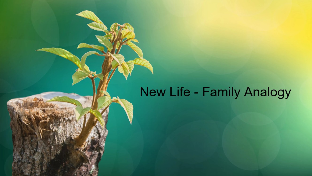 A New Life – Family Analogy